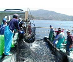 福井の漁業